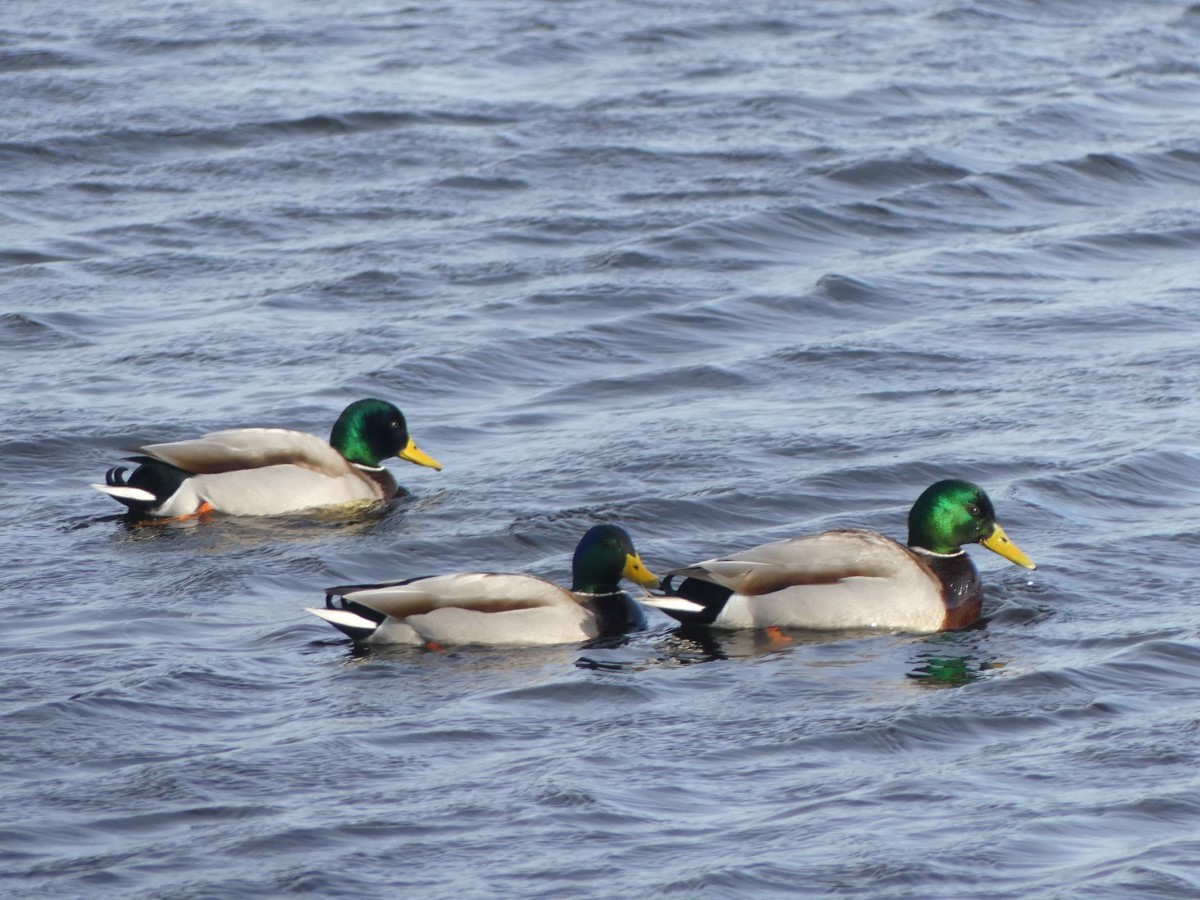 Mallard Duck males